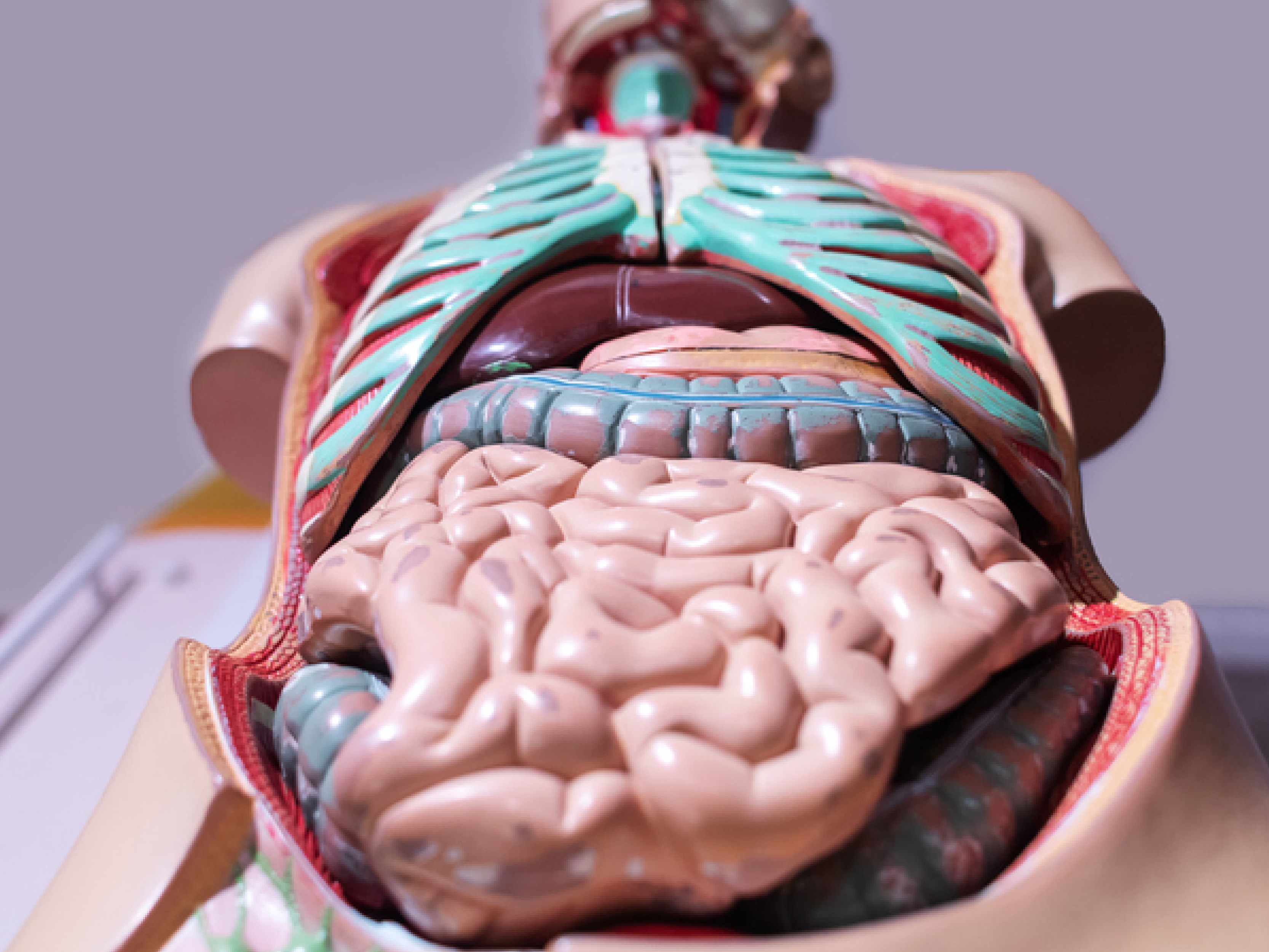 Cursus Medische Kennis (1)