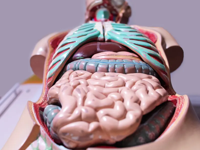 Cursus Medische Kennis (1)